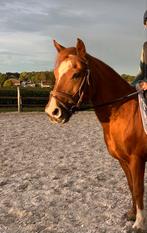 Lieve kinderpony (B), Dieren en Toebehoren, Gechipt, B, Ruin, B pony (1.17m tot 1.27m)