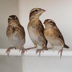 3 Napoleon wevers vrouwtjes, Dieren en Toebehoren, Vogels | Overige Vogels, Vrouwelijk