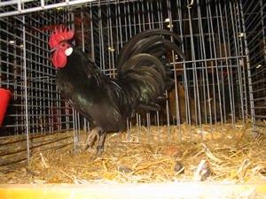 pluimvee, Dieren en Toebehoren, Pluimvee, Kip, Geslacht onbekend