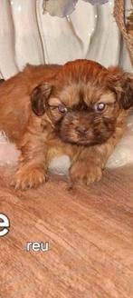 Shih tzu pups, Dieren en Toebehoren, Honden | Chihuahua's en Gezelschapshonden, België, Fokker | Hobbymatig, CDV (hondenziekte)