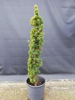 Taxus fastigiata aurea, 100 à 250 cm, Taxus, Enlèvement ou Envoi, Arbuste