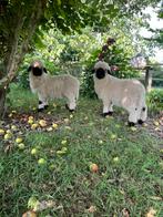 Nog 1 rammetje te koop, Dieren en Toebehoren, Schapen, Geiten en Varkens, Mannelijk, Schaap, 0 tot 2 jaar