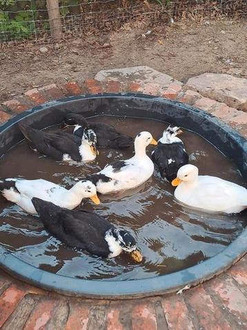 Hollandse kwaker eendjes wit zwart, Canard