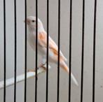 Harlekijn kanarie., Dieren en Toebehoren, Vogels | Kanaries