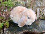 Raszuivere Nederlandse dwerg hangoor, Dieren en Toebehoren, Meerdere dieren, Dwerg, Hangoor, 0 tot 2 jaar