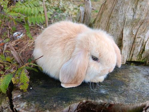 Raszuivere Nederlandse dwerg hangoor, Animaux & Accessoires, Lapins, Nain, Plusieurs animaux, 0 à 2 ans, Oreilles tombantes