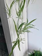 Stekjes spinnenplant, Ophalen
