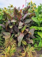 Canna musafolia rubrum, Ophalen, Zomer, Vaste plant