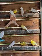 Kanaries 2025, Dieren en Toebehoren, Vogels | Kanaries