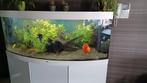 Juwel aquarium 450 liter, Ophalen, Zo goed als nieuw