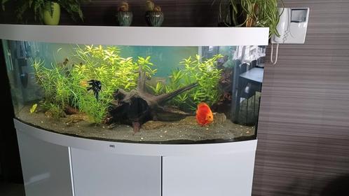 Juwel aquarium 450 liter, Dieren en Toebehoren, Vissen | Aquaria en Toebehoren, Zo goed als nieuw, Ophalen