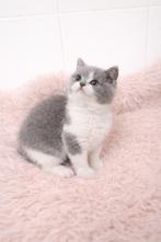 Brits korthaar, Dieren en Toebehoren, Gechipt