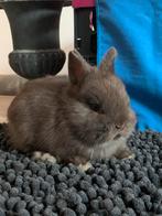 Kleurdwerg rammetje, Dieren en Toebehoren, Konijnen, Klein