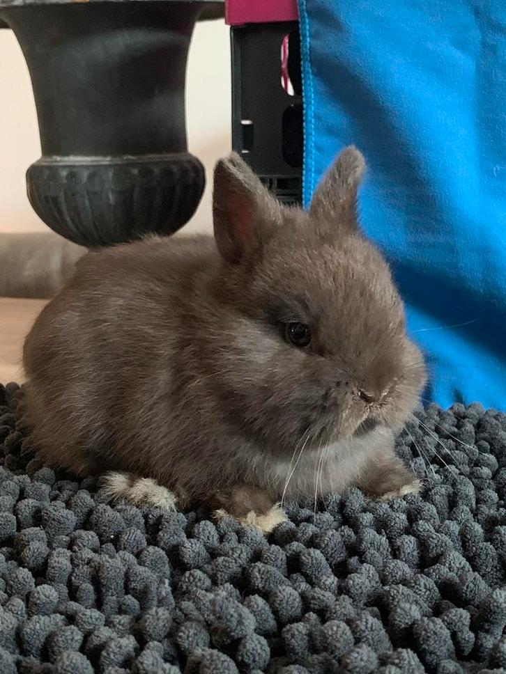 Kleurdwerg rammetje, Dieren en Toebehoren, Konijnen, Klein
