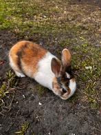6 Lieve jonge dwergkonijntjes – tam & gezond, Dieren en Toebehoren, Konijnen, Meerdere dieren, Dwerg, 0 tot 2 jaar