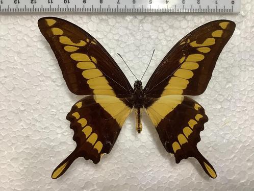 Papilio thoas, opgezette vlinders, Dieren en Toebehoren, Insecten en Spinnen