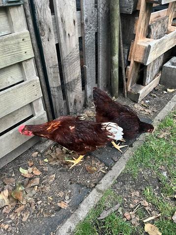 Laatste koppel Rhode Island Red beschikbaar voor biedingen