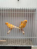 Kanaries, Meerdere dieren, Kleurkanarie