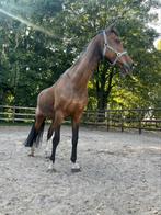 Bijrijder/verzorger gezocht, Dieren en Toebehoren, Merrie, 160 tot 165 cm, 11 jaar of ouder