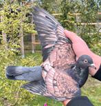 Koppel kleurpostduiven, Dieren en Toebehoren, Vogels | Duiven, Meerdere dieren, Postduif