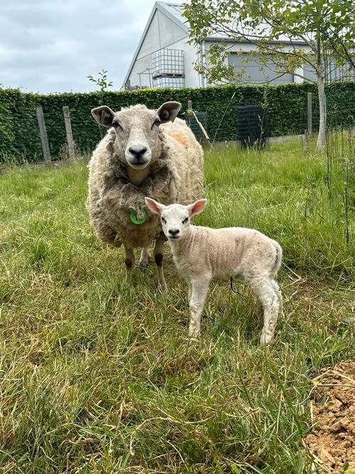 Gezocht weides, Dieren en Toebehoren, Stalling en Weidegang