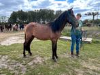 Lieve 4 jarige D pony, Gechipt, Ruin, Zadelmak, 3 tot 6 jaar