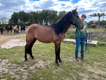 Lieve 4 jarige D pony beschikbaar voor biedingen