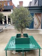 Olijfboom met zitopstelling, Jardin & Terrasse, Plantes | Arbres, Enlèvement, Olivier