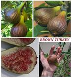 FIGUIERS ARBUSTES BROWN TURKEY 70/+ cm, 15€. ENVOI POSSIBLE, Plein soleil, Enlèvement ou Envoi, Plantes fruitières, Plante fixe