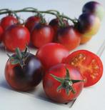 Tomatenplant Blue Berries, Ophalen, Eenjarig, Groenteplanten, Volle zon