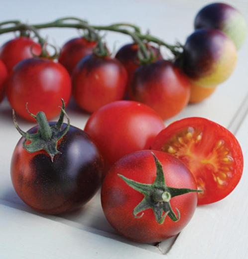 Tomatenplant Blue Berries, Tuin en Terras, Planten | Tuinplanten, Eenjarig, Groenteplanten, Volle zon, Ophalen