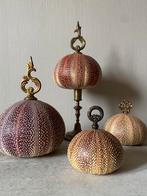 Zee-egel koralen mineralen curiosa decoratie interieur, Ophalen of Verzenden