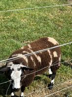 Baggerbonte schapen