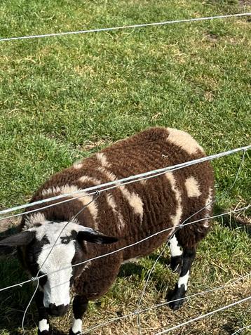 Baggerbonte schapen beschikbaar voor biedingen