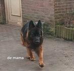 Duitse herders pups, België, Particulier, 8 tot 15 weken, Parvo