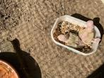 Halsbandparkieten voor handopfok, Dieren en Toebehoren, Geslacht onbekend, Parkiet, Geringd
