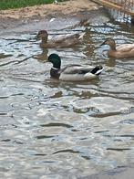Wilde eend, Dieren en Toebehoren, Pluimvee, Meerdere dieren, Eend