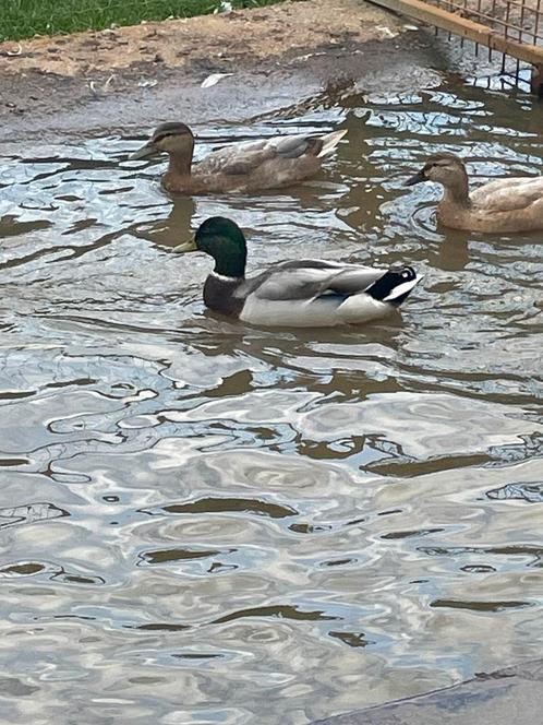 Wilde eend, Dieren en Toebehoren, Pluimvee, Eend, Meerdere dieren