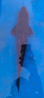 Japanse koi, Dieren en Toebehoren