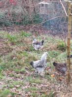 Zijdehoenders hanen, Dieren en Toebehoren