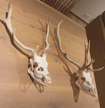 Damherten schedels. beschikbaar voor biedingen