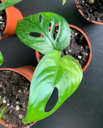 Monstera Adansonii Mint plantjes