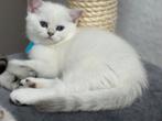 kittens Britse korthaar, Meerdere dieren, Gechipt, 0 tot 2 jaar