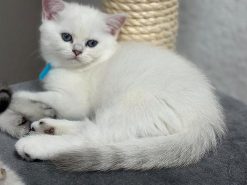 kittens Britse korthaar, Dieren en Toebehoren, Katten en Kittens | Raskatten | Korthaar, Meerdere dieren, 0 tot 2 jaar, Gechipt