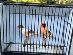 Portugese harlekijn, Dieren en Toebehoren, Postuurkanarie