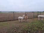 Alpaca veulen hengst,wit 5 maand, Dieren en Toebehoren, Overige Dieren