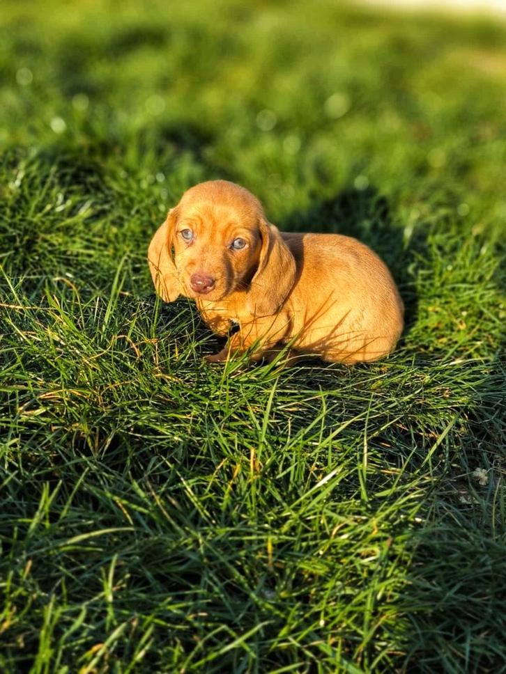 de beaux chiots teckel à poil court nés chez nous, Animaux & Accessoires, Chiens | Teckels & Bassets, Plusieurs animaux, Poils courts