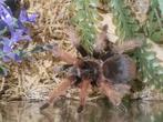 Brachypelma klaasi / tarantula/ vogelspin, Spin of Schorpioen