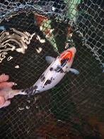 Koi, Dieren en Toebehoren, Vissen | Vijvervissen