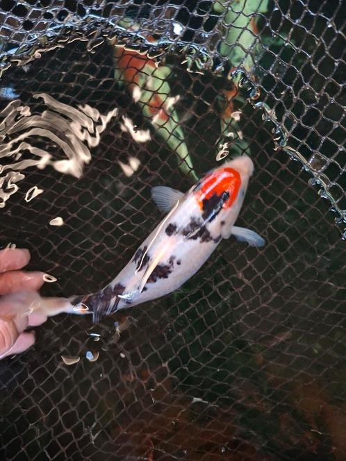 Koi, Dieren en Toebehoren, Vissen | Vijvervissen